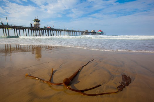 Kelp on Sand, Huntington Beach Pier photo