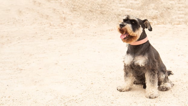 Giant Schnauzer dog with a pink collar on a walk on a sandy road photo