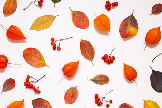 Variety of autumn leaves and berries arranged on white. photo