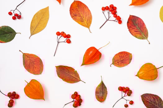 Variety of autumn leaves and berries arranged on white. photo