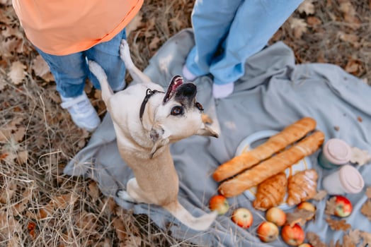 Funny little dog playing with kids outdoor on a picnic photo