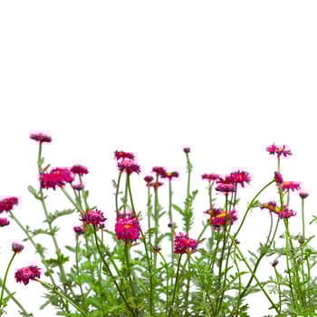 pink flowers are in a pot on a white background photo