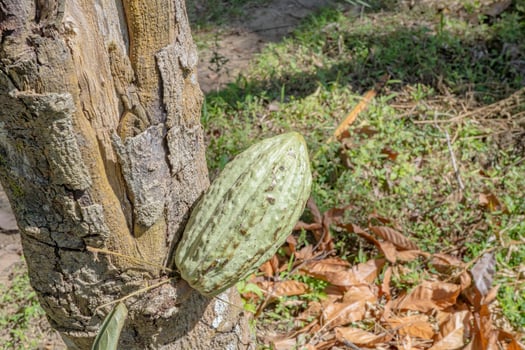 Cacao Pod on a Tree photo