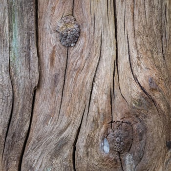 A close up of a tree trunk with knots photo