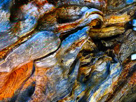 Calcified Wood Stump, Ibiza, Spain, Europe photo