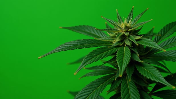 Dense green cannabis leaf backdrop featuring various leaves as the main foliage photo