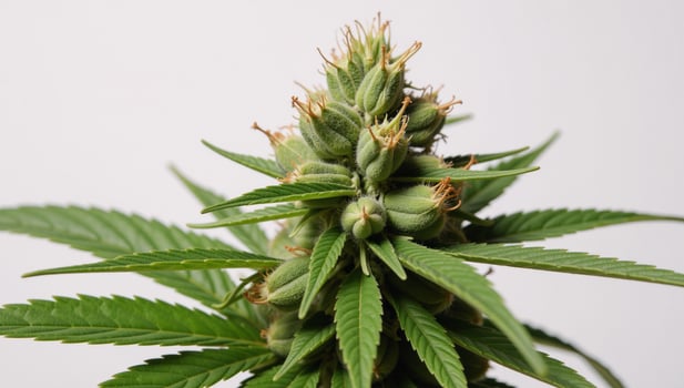 Detailed closeup image showcases cannabis plant with mature buds photo