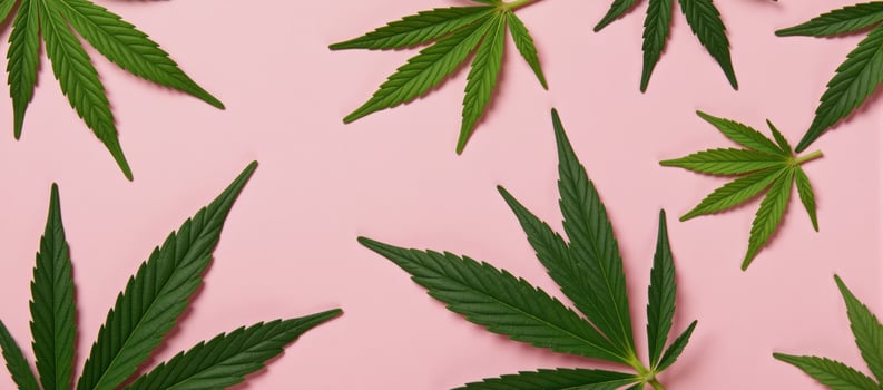 Flat lay image featuring pink marijuana leaves on a matching pink backdrop photo