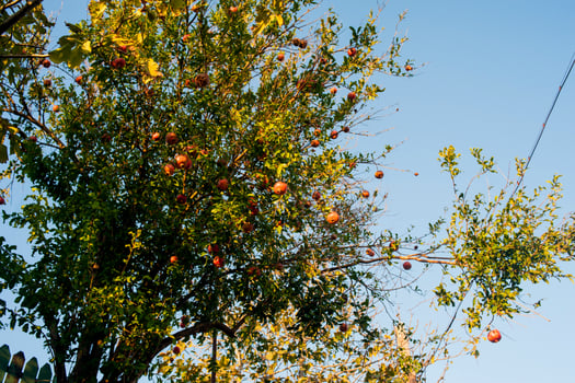 Many ripe red pomegranate fruits on a pomegranate tree photo