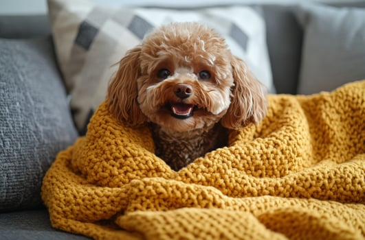 A cheerful dog wrapped in a cozy yellow blanket lounging on a couch at home photo