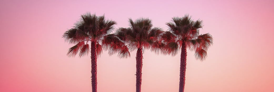 Elegant palm trees silhouetted against a vibrant sunset sky in a tropical location photo