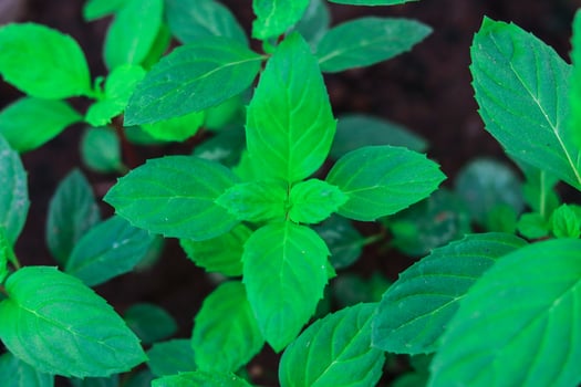 Close up of fresh mint leaves photo