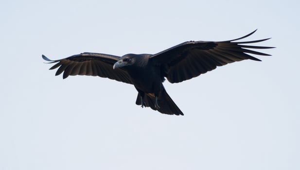 Flying black raven with regal grace photo