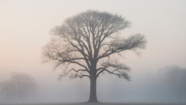 A lone tree stands in the fog on a grassy field photo