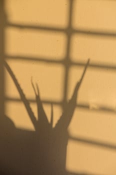 Shadows Dancing Across a Warm Yellow Wall, Giving Life to the Silhouette of a Potted Plant in Soft Afternoon Light photo