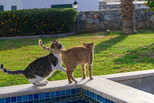 Two Playful Cats Explore a Sunny Garden, Creating Delightful Moments by the Edge of a Tranquil Pool in the Afternoon Light photo