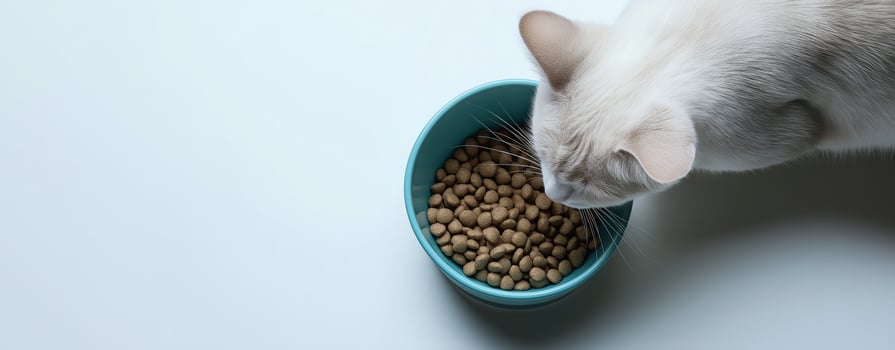 White cat eating dry food from a bowl in a close-up minimalist setting on a white background photo