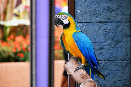 Yellow and blue feathered parrot walking on a dry tree branch at a tourist spot photo
