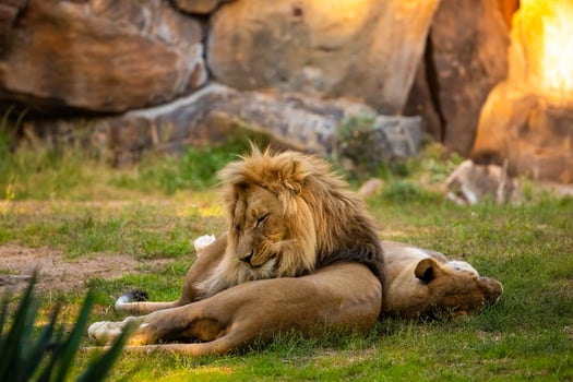Pair adult Lions playing in zoological garden photo