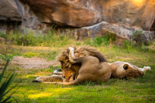 Pair adult Lions playing in zoological garden photo