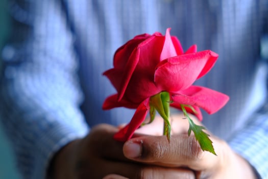 An Elegant Hand Holding a Stunning Red Rose in Full Bloom, Capturing Its Natural Charm photo
