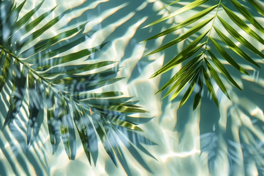 Palm leaves in the water with sunlight photo