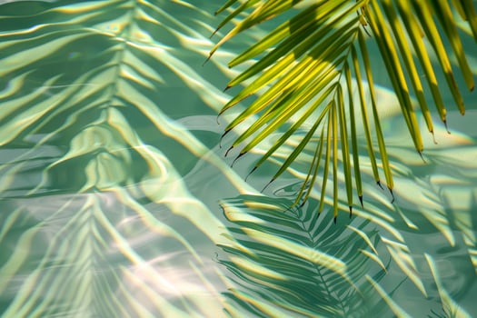 A palm leaf is reflected in the water photo