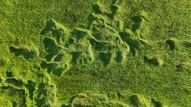 An aerial view of a green field photo
