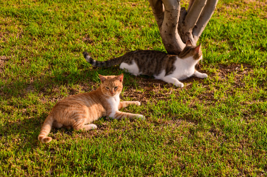 Two Playful Cats Relax Under a Tree on a Sunny Afternoon, Enjoying the Warmth of the Grass in a Peaceful Garden Setting photo