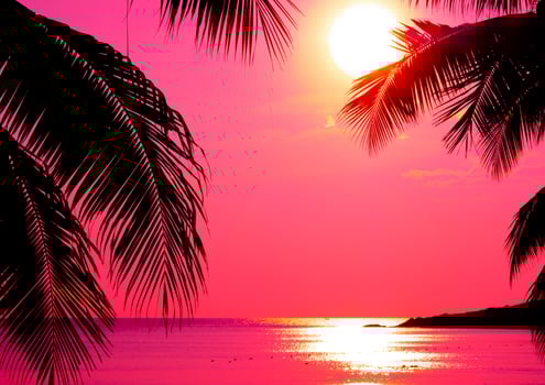 Beautiful sunset tropical beach with palm tree and pink sky for travel and vacation in holiday relax time photo