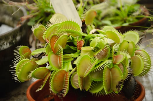 Venus flytrap Dionaea muscipula is a predatory plant from the sundew family photo