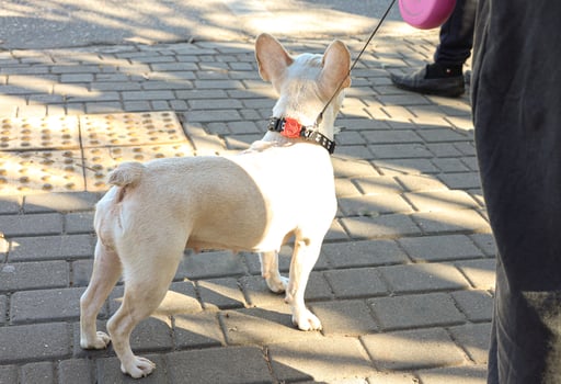 a chihuahua dog walks on a city street with its owner on a leash photo