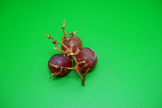 3 grapes and their branches isolated on green background. Fresh purple grapes. photo