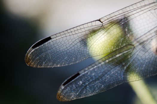 transparent dragonfly wings close up photo