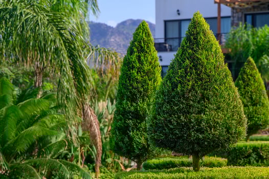 Lush green topiary trees lined in a beautiful garden with mountains in the background on a sunny day photo