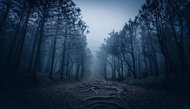Mysterious Dark Forest photo