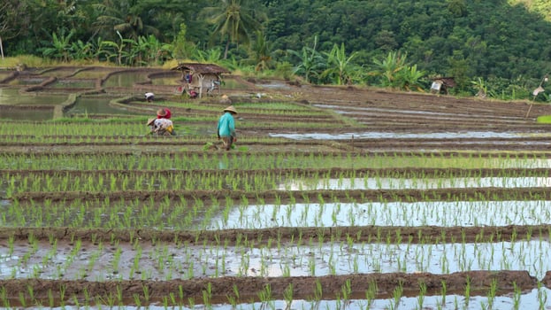Farmers are planting rice in the fields. photo