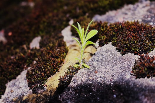 Shaggy young Myosotis Stricta plant growing on a moss-covered gray stones photo