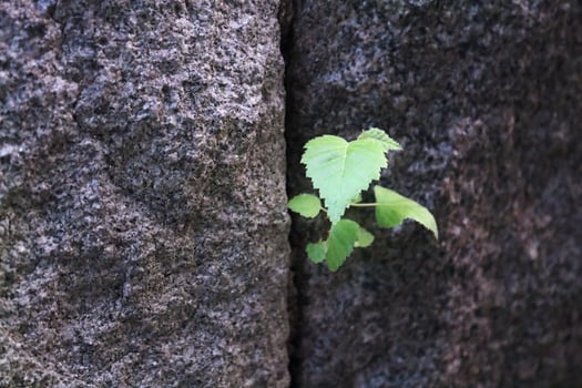 Plant growing out of a space between the granite stones of a stone wall photo