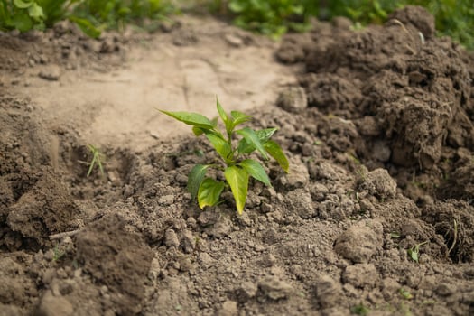 Top view. The process of planting pepper seedlings in the garden. Spring work in the garden. photo