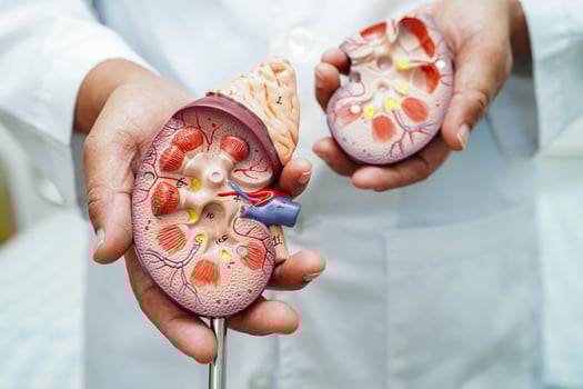 Chronic kidney disease, doctor with model for treatment urinary system, urology, Estimated glomerular filtration rate eGFR. photo