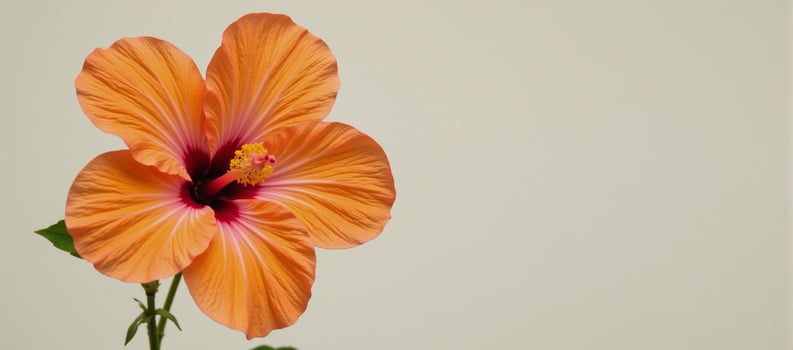 an orangecolored hibiscus flower against a blank background photo