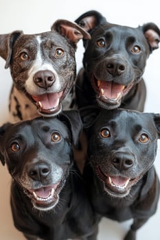 Four happy dogs posing together in a cozy indoor setting during daylight photo