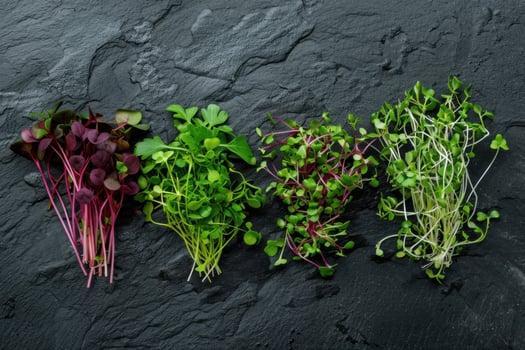 Different micro greens - radish, mustard sprouts on a black slate table. photo
