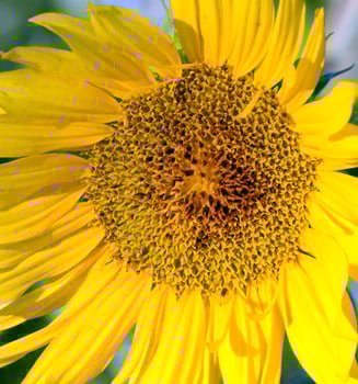 Sunflowers on a morning light photo