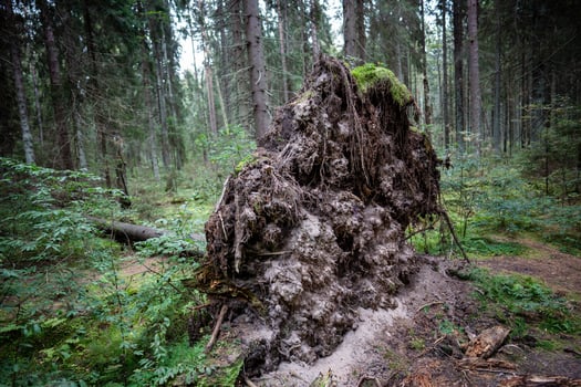 Tree with exposed broken roots, felled by wind during hurricane in middle of forest on edge of woods photo