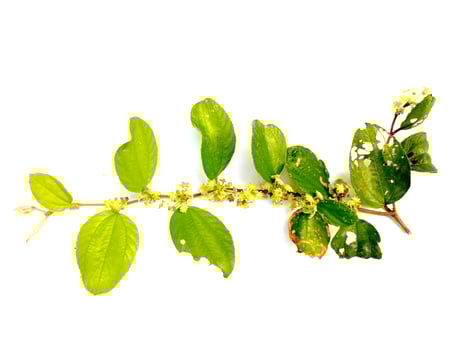 Realistic Natural Green Plant Twigs with Leaves on A White Background photo