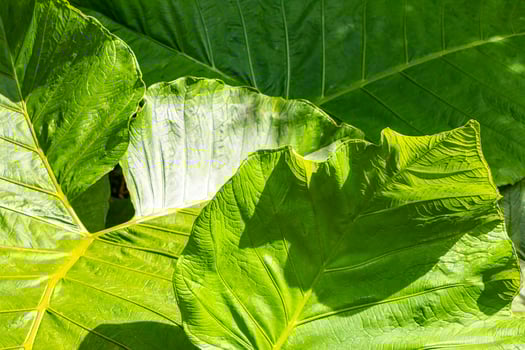 Tropical plant with huge leaves elephant ear in Costa Rica. photo