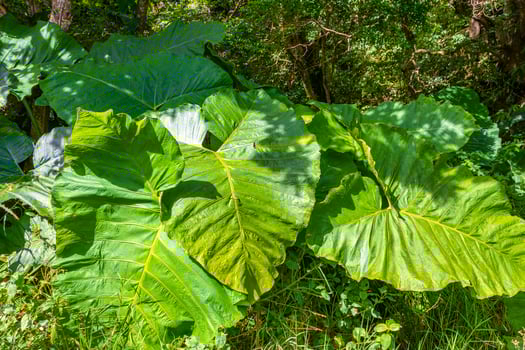 Tropical plant with huge leaves elephant ear in Costa Rica. photo