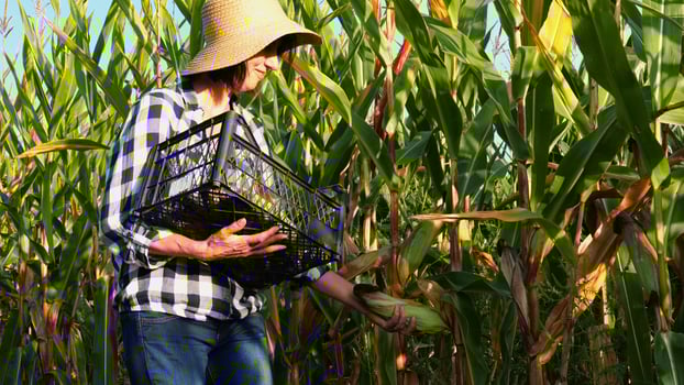 Female agronomist picking cob of sweet corn from green stalk at field. Adult farmer in straw hat putting ripe maize into plastic harvest box at sunset. Concept of agricultural business. Slow motion photo